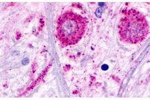 Image no. 1 for anti-Trace Amine Associated Receptor 2 (TAAR2) (C-Term) antibody (ABIN1049381) (GPR58 antibody  (C-Term))