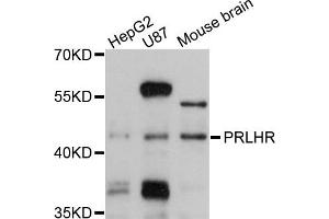 Western blot analysis of extracts of various cells, using PRLHR antibody.