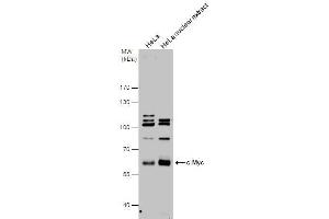 WB Image c-Myc antibody detects c-Myc protein by western blot analysis. (c-MYC antibody  (Center))