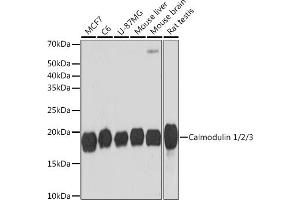 Western blot analysis of extracts of various cell lines, using Calmodulin 1/2/3 Rabbit mAb (ABIN1680490, ABIN3019260, ABIN3019261 and ABIN7101739) at 1:1000 dilution. (Calmodulin 1 antibody)