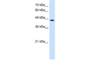 WB Suggested Anti-CTH Antibody Titration:  2. (CTH antibody  (C-Term))