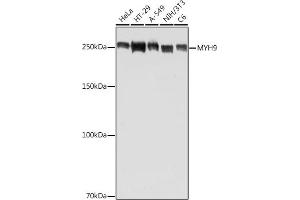 Western blot analysis of extracts of various cell lines, using MYH9 antibody (ABIN7268743) at 1:500 dilution. (Myosin 9 antibody  (AA 1711-1960))
