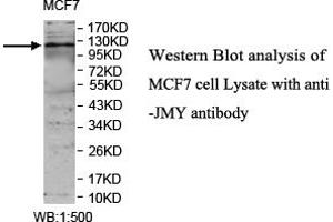Image no. 1 for anti-Junction Mediating and Regulatory Protein, P53 Cofactor (JMY) antibody (ABIN1577400) (JMY antibody)