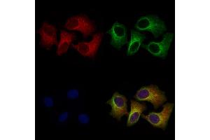 ABIN7094743 and ABIN7098794 staining Hela cells by IF/ICC. (FLNB antibody  (Internal Region))