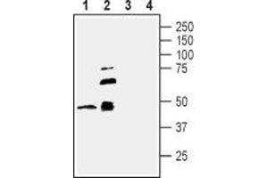Western blot analysis of new born rat brain membranes (lanes 1 and 3) and mouse brain membranes (lanes 2 and 4): - 1,2. (TNFRSF19 antibody  (Extracellular))