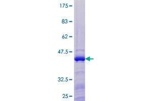 BATF3 Protein (AA 1-127) (GST tag)