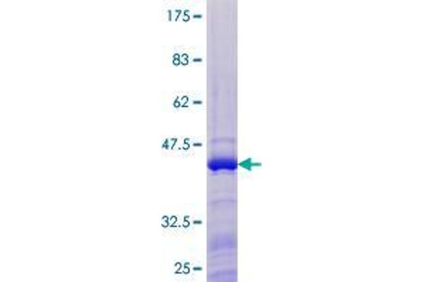 BATF3 Protein (AA 1-127) (GST tag)