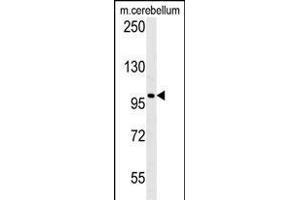 Western blot analysis of EPC2 Antibody (N-term) (ABIN651410 and ABIN2840221) in mouse cerebellum tiusse lysates (35 μg/lane). (EPC2 antibody  (N-Term))