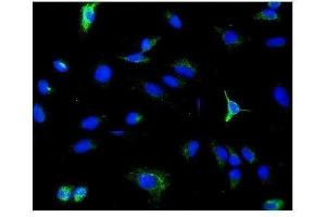 IF analysis of PDE6 beta/PDE6B using anti-PDE6 beta/PDE6B antibody (ABIN7600894). (PDE6B antibody  (AA 25-237))