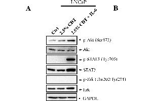 Western Blotting (WB) image for anti-Glyceraldehyde-3-Phosphate Dehydrogenase (GAPDH) antibody (ABIN2857072)