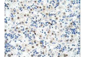 Image no. 1 for anti-DAZ Associated Protein 1 (DAZAP1) (C-Term) antibody (ABIN202448) (DAZAP1 antibody  (C-Term))