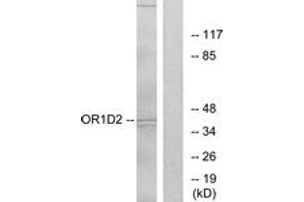 OR1D2 Antikörper  (AA 201-250)