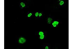Anti-DNTTIP1 mouse monoclonal antibody (ABIN2452957) immunofluorescent staining of COS7 cells transiently transfected by pCMV6-ENTRY DNTTIP1 (RC206867). (DNTTIP1 antibody)