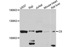 Western blot analysis of extract of various cells, using C5 antibody.