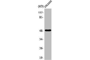 Western Blot analysis of COLO205 cells using AP-2α/β Polyclonal Antibody