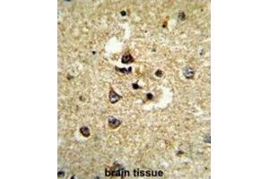 Immunohistochemistry (IHC) image for anti-Cytochrome P450, Family 7, Subfamily B, Polypeptide 1 (CYP7B1) antibody (ABIN3003910) (CYP7B1 antibody)