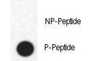 Dot blot analysis of phospho-FABP4 antibody. (FABP4 antibody  (pTyr20))