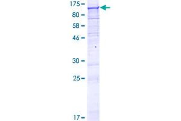 FAM189B Protein (AA 1-668) (GST tag)