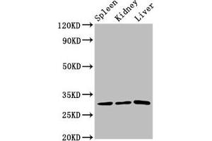 Western Blot Positive WB detected in: Rat spleen tissue, Rat kidney tissue, Rat liver tissue All lanes: CD27 antibody at 3. (CD27 antibody  (AA 20-191))