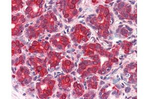 Anti-GM2A antibody IHC of human breast. (GM2A antibody  (Internal Region))