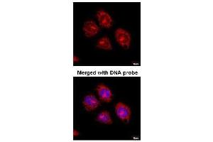 Figure 3. (Flotillin 2 antibody  (C-Term))