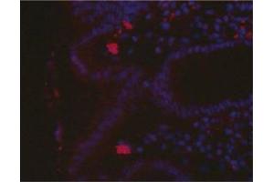 Immunofluorescence imageof H. (Helicobacter Pylori antibody)