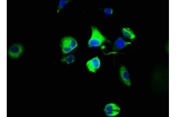 Serotonin Receptor 4 antibody  (AA 316-388)