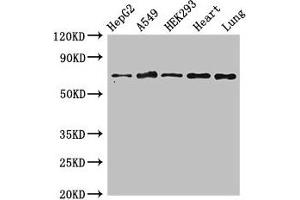 EIF2AK1 antibody  (AA 1-86)