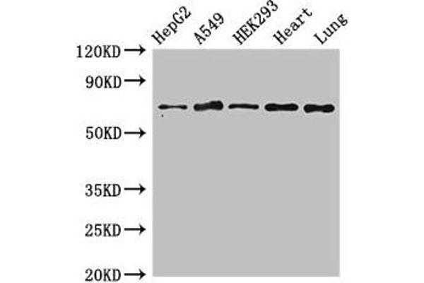 EIF2AK1 antibody  (AA 1-86)