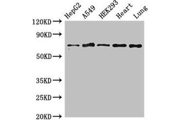 EIF2AK1 anticorps  (AA 1-86)