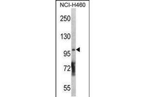 Western blot analysis in NCI-H460 cell line lysates (35ug/lane). (DGKQ antibody  (C-Term))