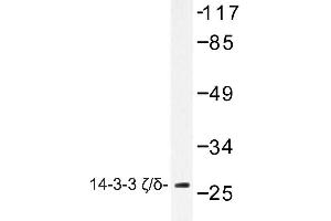 Image no. 1 for anti-14-3-3 zeta (YWHAZ) antibody (ABIN272122) (14-3-3 zeta antibody)