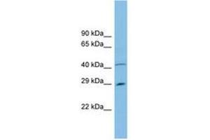Image no. 1 for anti-Chromosome 9 Open Reading Frame 152 (C9orf152) (N-Term) antibody (ABIN6744833) (C9orf152 antibody  (N-Term))