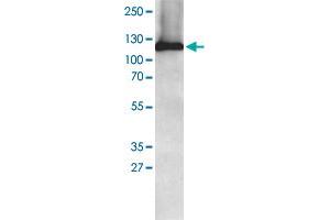 AP2A1 polycolnal antibody  (0. (alpha Adaptin antibody  (AA 706-727))