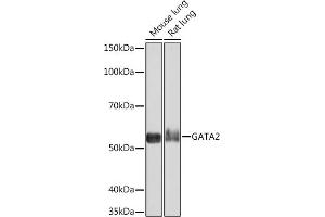 Western blot analysis of extracts of various cell lines, using G Rabbit mAb (ABIN7267356) at 1:1000 dilution. (GATA2 antibody)