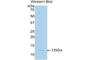 Western Blotting (WB) image for anti-Natriuretic Peptide Type C (NPPC) (AA 33-125) antibody (ABIN1858431) (NPPC antibody  (AA 33-125))
