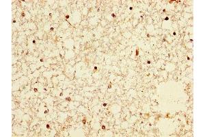 IHC image of ABIN7161390 diluted at 1:300 and staining in paraffin-embedded human brain tissue performed on a Leica BondTM system. (NPAS4 antibody  (AA 445-585))