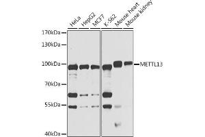 Western blot analysis of extracts of various cell lines, using METTL13 antibody (ABIN6131843, ABIN6143756, ABIN6143758 and ABIN6222922) at 1:1000 dilution. (METTL13 antibody  (AA 540-699))