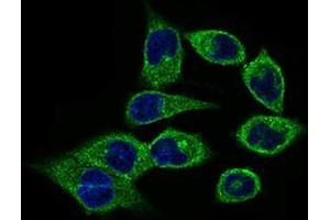 Immunofluorescence analysis of HepG2 cells using CLGN mouse mAb (green). (Calmegin antibody  (AA 249-405))