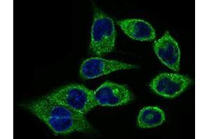 Immunofluorescence analysis of HepG2 cells using CLGN mouse mAb (green). (Calmegin antibody  (AA 249-405))