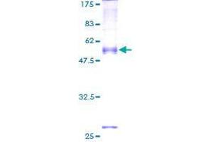 SEC22A Protein (AA 1-307) (GST tag)