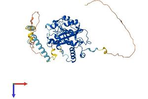 AlphaFold protein structure predicition of Human Recombinant METTL14 Protein, UniprotID Q9HCE5 (METTL14 Protein (AA 1-456) (His tag))