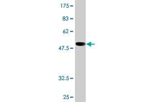 Western Blot detection against Immunogen (52. (PSMB6 antibody  (AA 1-239))