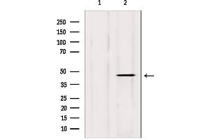 Western blot analysis of extracts from mouse brain, using DOM3Z antibody. (DOM3Z antibody  (Internal Region))