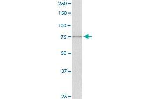 SCYL1 monoclonal antibody (M02), clone 2E5. (SCYL1 antibody  (AA 373-472))