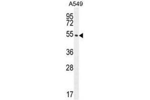 C1orf51 Antibody (N-term) western blot analysis in A549 cell line lysates (35µg/lane). (C1orf51 antibody  (N-Term))