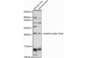 Western blot analysis of extracts of various cell lines, using Ferritin Light Chain antibody (ABIN6133515, ABIN6140791, ABIN6140792 and ABIN6218871) at 1:1000 dilution. (FTL antibody  (AA 1-175))