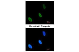 ICC/IF Image Immunofluorescence analysis of paraformaldehyde-fixed HeLa, using ZHX2, antibody at 1:200 dilution. (ZHX2 antibody  (C-Term))