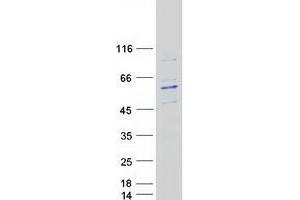 LACE1 Protein (Myc-DYKDDDDK Tag)