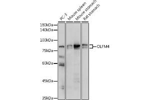 Western blot analysis of extracts of various cell lines, using OLFM4 antibody (ABIN7269084) at 1:1000 dilution. (Olfactomedin 4 antibody  (AA 211-510))